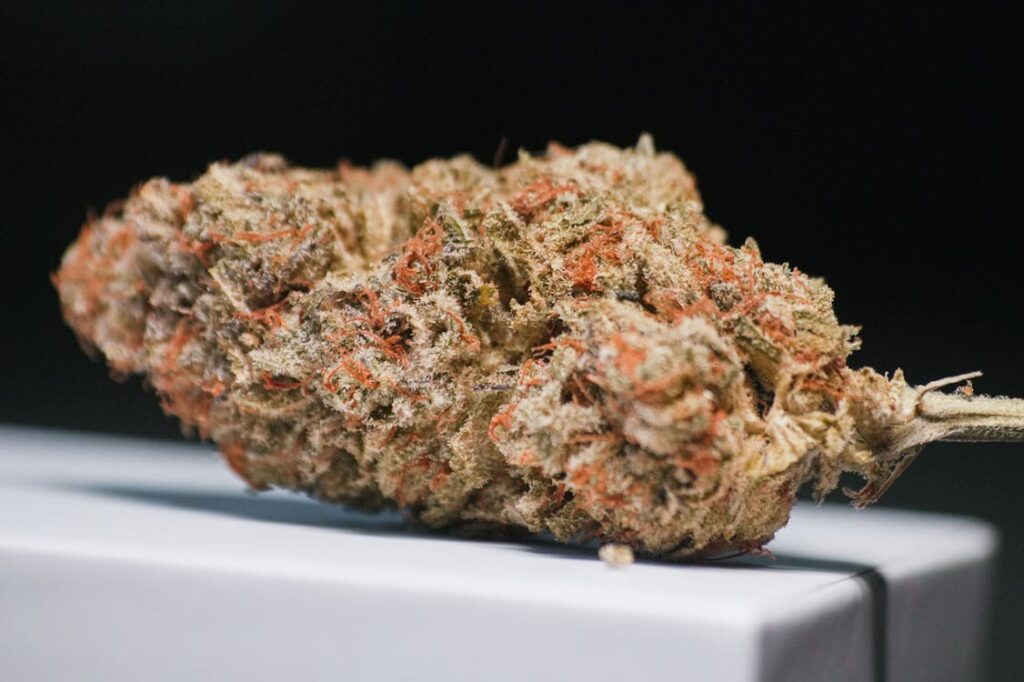 Nahaufnahme von Cannabis-Trichomen auf einer reifen Blüte